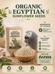 Organic Egyptian Sunflower Seeds – Bird Treat