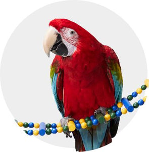 Parrot Clicker Training Kit - Professional Bird Training Set