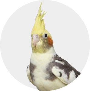 Avian Vet Consultation – Video Call