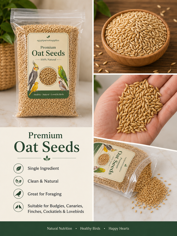 Premium Oat Seeds – 100% Natural Bird Treat