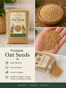 Premium Oat Seeds – 100% Natural Bird Treat