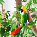 Parrot Hotel Plus