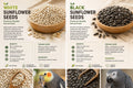 Premium White Sunflower Seeds